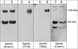 ECM Bioscience EphA4 (Tyr-602))[conserved site], phospho-specific Rabbit