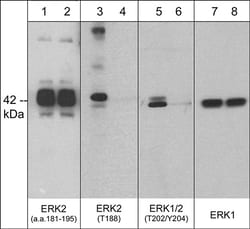 ECM Bioscience ERK1(T207)/ERK2(T188)[conserved], phospho-specific Rabbit