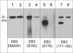 ECM Bioscience EB3 (a.a. 171-182) Rabbit Polyclonal Antibody, ECM Biosciences,