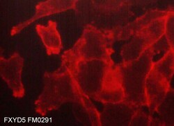 ECM Bioscience FXYD5/Dysadherin (Extracellular region) Mouse Monoclonal
