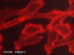 ECM Bioscience FXYD5/Dysadherin (Extracellular region) Mouse Monoclonal