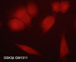 ECM Bioscience GSK-3β (N-terminal region) Mouse Monoclonal Antibody, ECM