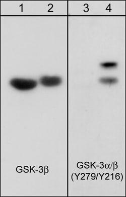 ECM Bioscience GSK-3α/β (Tyr-279/Tyr-216), phospho-specific Mouse Monoclonal