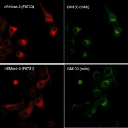 ECM Bioscience GM130 (C-terminal region) Mouse Monoclonal Antibody, ECM