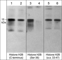 ECM Bioscience Histone H2B (Ser-36), phospho-specific Rabbit Polyclonal