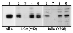 ECM Bioscience IκBα Phospho-Regulation Antibody Sampler Kit, ECM Biosciences,