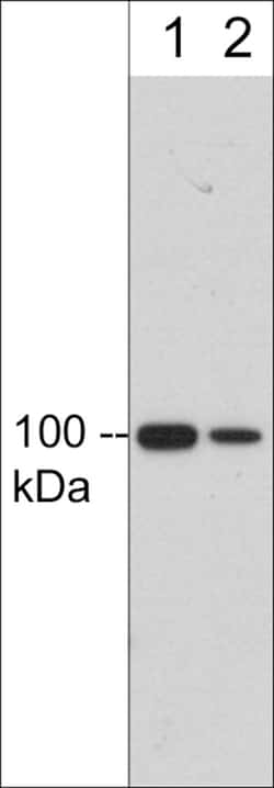 ECM Bioscience Integrin β3 (Extracellular region) Mouse Monoclonal Antibody,