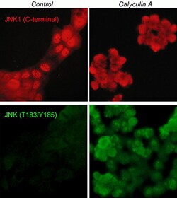ECM Bioscience JNK Phospho-Regulation Immunocytochemistry Kit, ECM Biosciences,