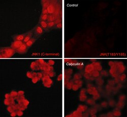 ECM Bioscience JNK (Thr-183/Tyr-185), phospho-specific Mouse Monoclonal