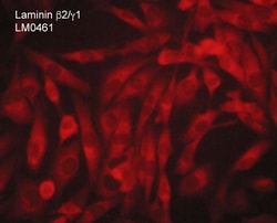 ECM Bioscience Laminin β2/γ1 Subunits Mouse Monoclonal Antibody, ECM Biosciences,