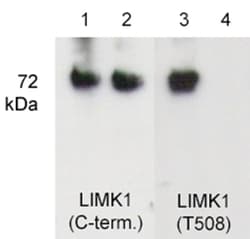 ECM Bioscience LIMK1 (C-terminus) Rabbit Polyclonal Antibody, ECM Biosciences,