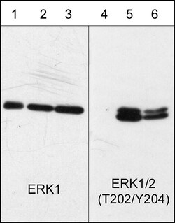 ECM Bioscience MAP Kinase Activation Antibody Sampler Kit, ECM Biosciences,