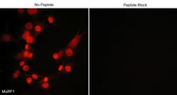 ECM Bioscience MuRF1 (C-terminal region) Rabbit Polyclonal Antibody, ECM