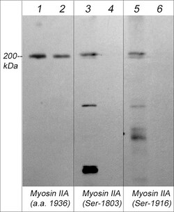 ECM Bioscience Myosin IIA Heavy Chain (Ser-1916), phospho-specific Rabbit