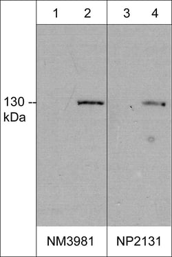 ECM Bioscience iNOS (C-terminal region) Mouse Monoclonal Antibody, ECM