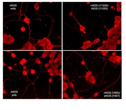 ECM Bioscience nNOS (C-terminal region) Mouse Monoclonal Antibody, ECM