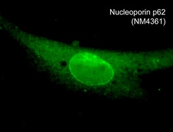 ECM Bioscience Nucleoporin p62 (N-terminal region) Mouse Monoclonal Antibody,