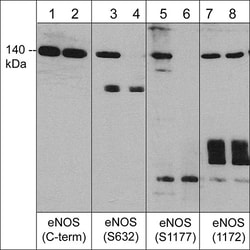 ECM Bioscience eNOS (a.a. 1172-1181) Rabbit Polyclonal Antibody, ECM Biosciences,