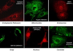 ECM Bioscience Organelle Marker Immunocytochemistry Kit, ECM Biosciences,