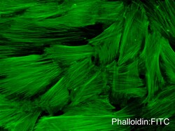 ECM Bioscience Phalloidin:FITC Reagent, ECM Biosciences, Quantity: Each