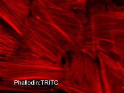 ECM Bioscience Phalloidin:TRITC Reagent, ECM Biosciences, Quantity: Each