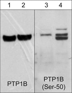 ECM Bioscience PTP1B Phospho-Regulation Antibody Sampler Kit, ECM Biosciences,