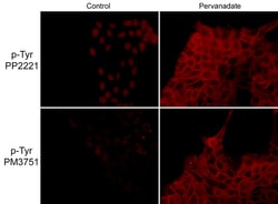 Phospho-Tyrosine, Serine, Threonine Antibody Sampler Kit, ECM Biosciences