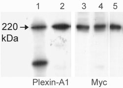 ECM Bioscience Plexin A1, B1, and D1 Receptors Antibody Sampler Kit, ECM
