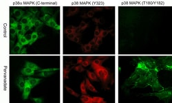 ECM Bioscience p38 MAPK Phospho-Regulation Immunocytochemistry Kit, ECM