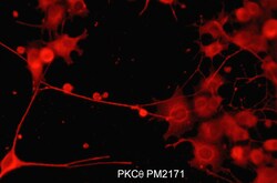 ECM Bioscience PKCθ (N-terminal region) Mouse Monoclonal Antibody, ECM