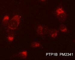ECM Bioscience PTP1B (C-terminal region) Mouse Monoclonal Antibody, ECM