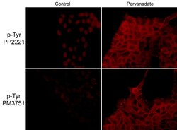 ECM Bioscience Anti-Phosphotyrosine Mouse Monoclonal Antibody, ECM Biosciences,
