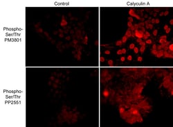 ECM Bioscience Anti-Phosphoserine/threonine Mouse Monoclonal Antibody,