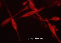 ECM Bioscience p38α MAP Kinase (C-terminal) Mouse Monoclonal Antibody,