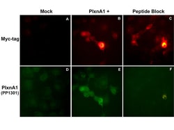 ECM Bioscience Plexin A1 (Sema Domain) Rabbit Polyclonal Antibody, ECM