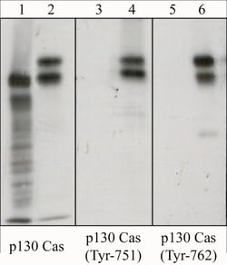 ECM Bioscience p130 Cas (Tyr-762), phospho-specific Rabbit Polyclonal Antibody,