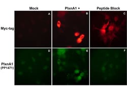 ECM Bioscience Plexin A1 (Sema Domain) Rabbit Polyclonal Antibody, ECM