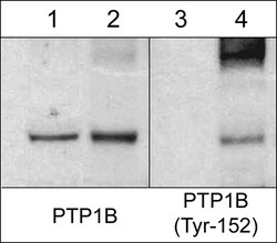 ECM Bioscience PTP1B (Tyr-152), phospho-specific Rabbit Polyclonal Antibody,