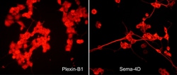 Sema-4D and Plexin B1 Receptor Antibody Sampler Kit, ECM Biosciences
