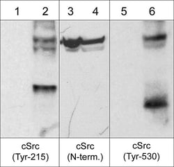 ECM Bioscience c-Src Phospho-Regulation Antibody Sampler Kit, ECM Biosciences,