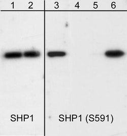 ECM Bioscience SHP1 (C-terminal region) Mouse Monoclonal Antibody, ECM