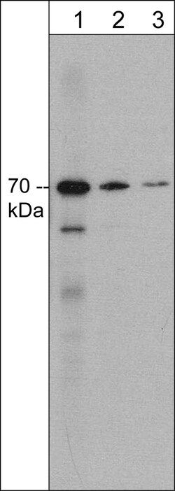 ECM Bioscience Syntaphilin (N-terminal region) Mouse Monoclonal Antibody,