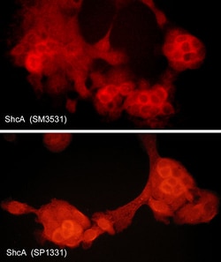 ECM Bioscience ShcA Rabbit Polyclonal Antibody, ECM Biosciences, Quantity: