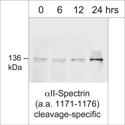 ECM Bioscience αII-Spectrin (a.a. 1171-1176), cleavage-specific Rabbit