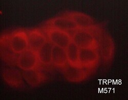 ECM Bioscience TRPM8 (Extracellular region) Mouse Monoclonal Antibody,