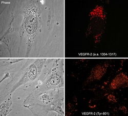 ECM Bioscience VEGFR Phospho-Regulation Antibody Sampler Kit, ECM Biosciences,