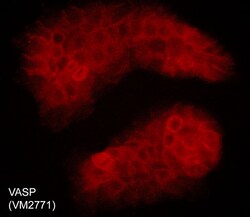 ECM Bioscience VASP (C-terminal region) Mouse Monoclonal Antibody, ECM