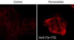 ECM Bioscience Vav2 (Tyr-172)[conserved site], phospho-specific Rabbit