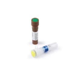 Agilent Technologies DNA ScreenTape Analysis, 1 each, Quantity: Each of