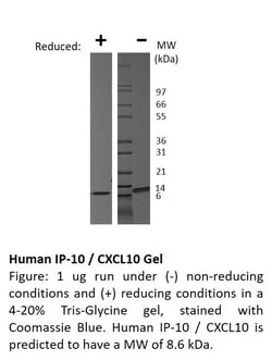 FUJIFILM BIOSCIENCES INC Human IP-10 (CXCL10) , Recombinant Protein, Shenandoah